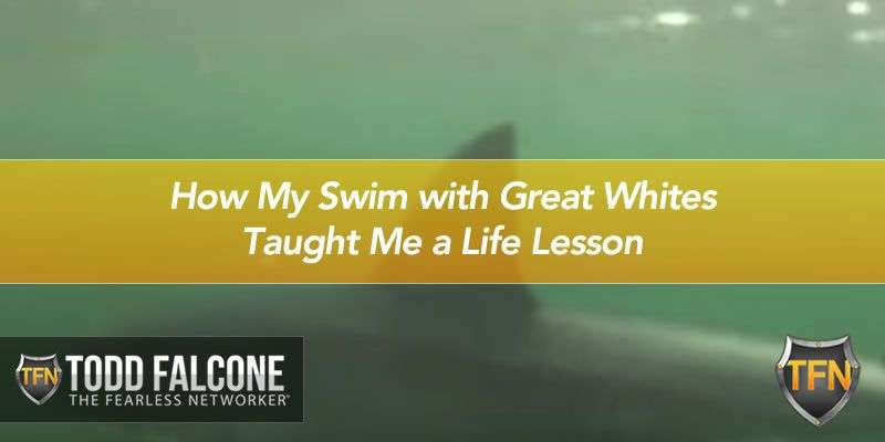 How My Swim with Great Whites Taught Me a Life Lesson